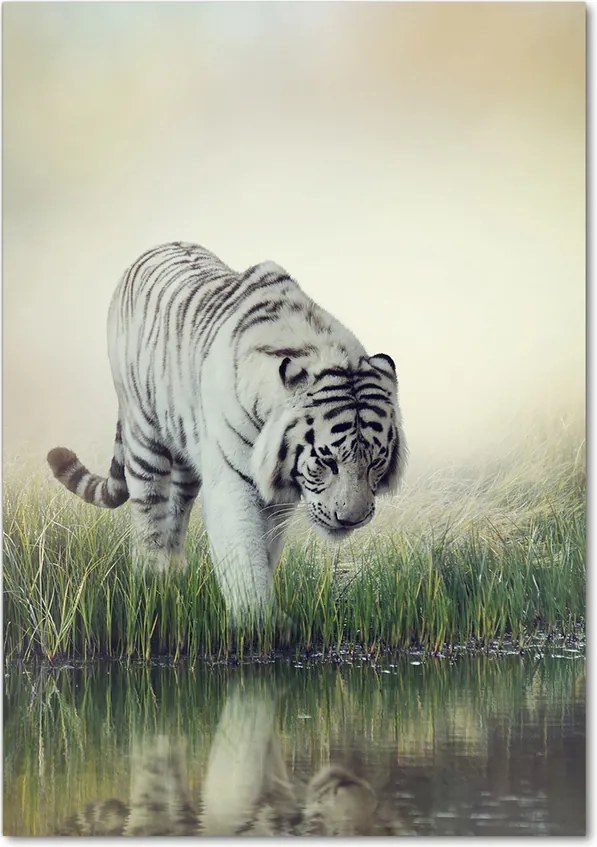 Tablou pe sticlă acrilică Tigru alb