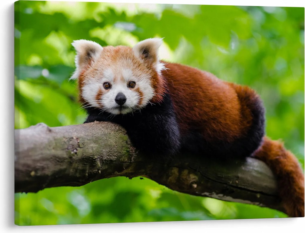 Tablou cu panda roșie (70x50 cm)