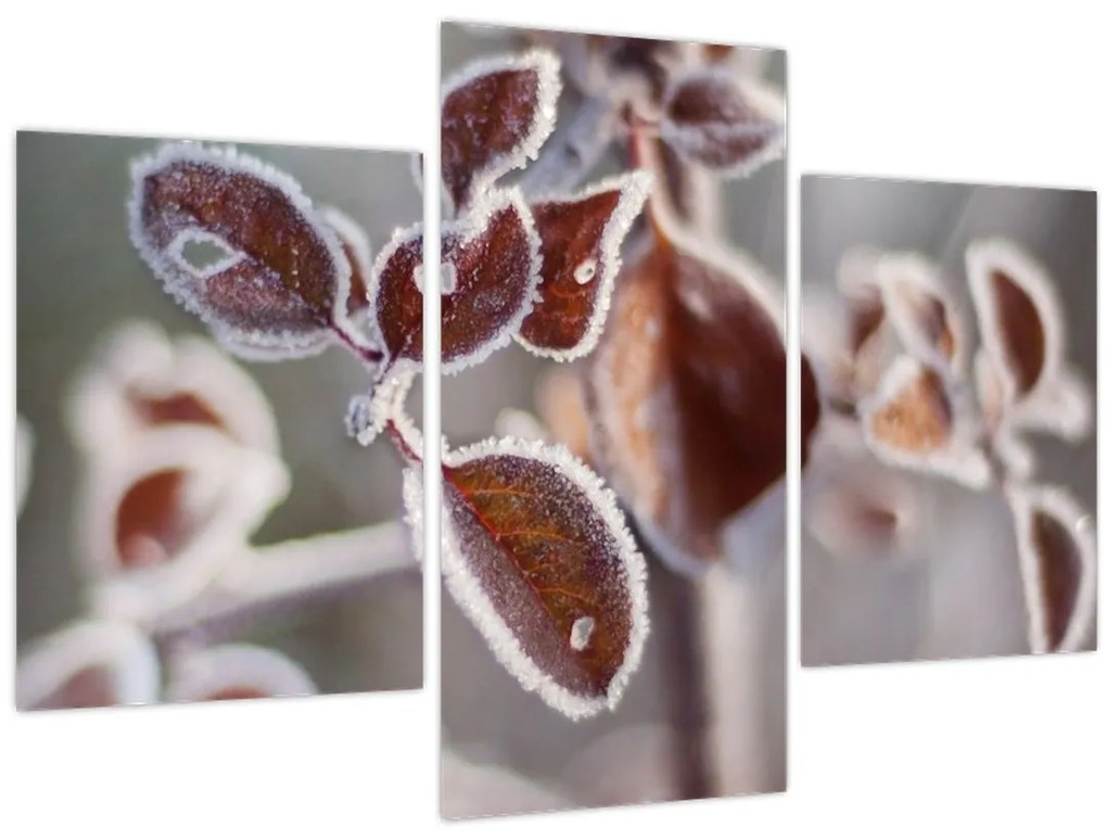 Tablou - Detaliu frunze (90x60 cm)