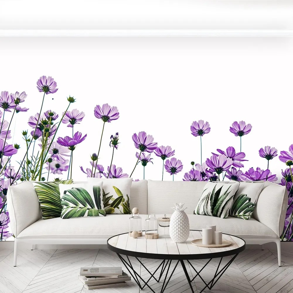 Fototapet Cosmos Flori