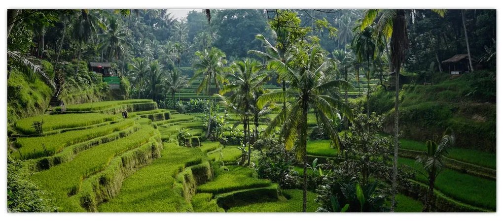 Tablou cu terasele cu orez Tegalalang, Bali (120x50 cm)