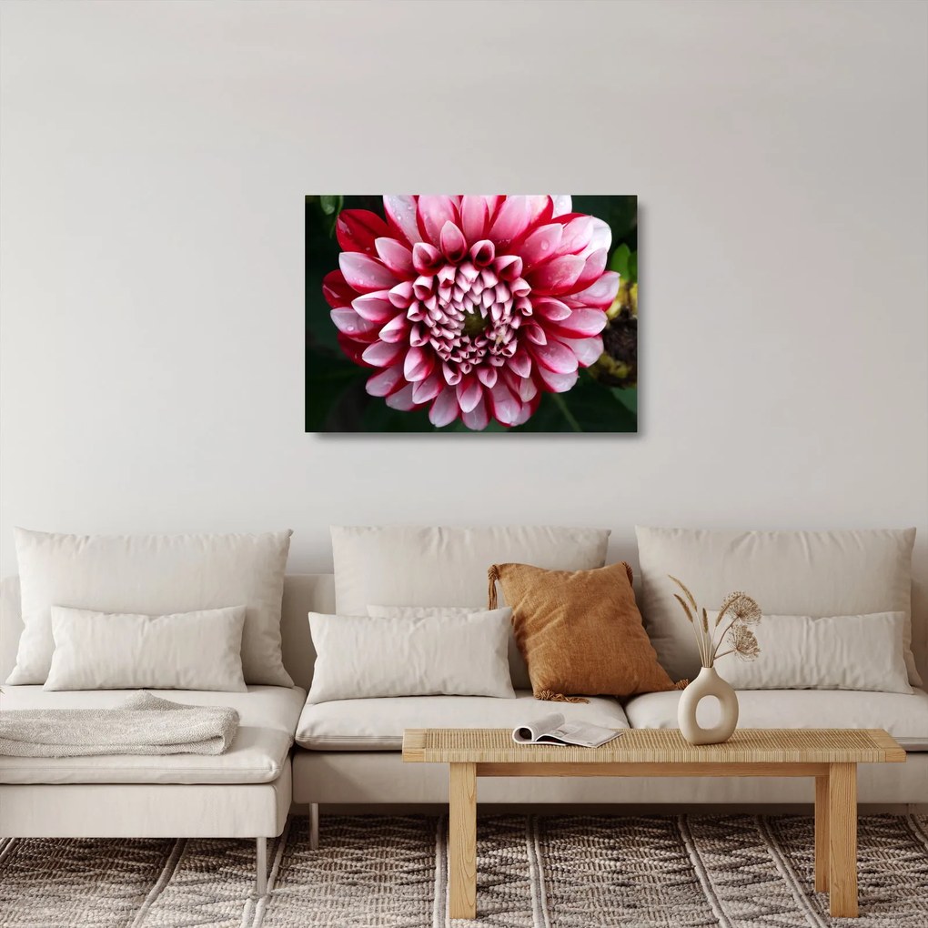 Tablou pe sticlă cu dalie roz (70x50 cm)