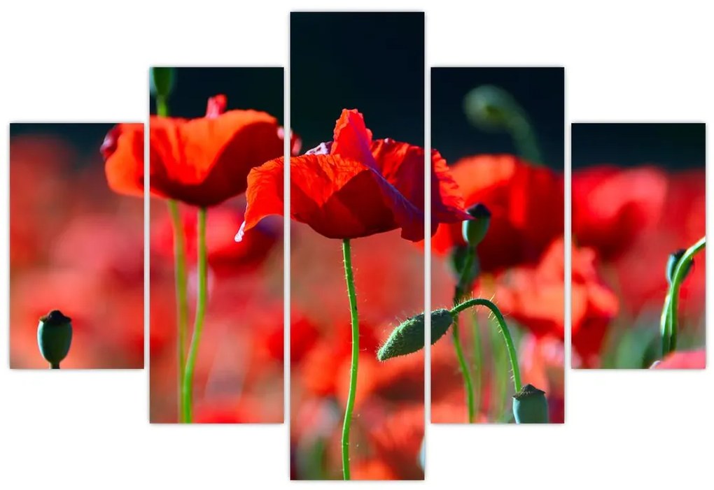 Tablou - flori de maci (150x105 cm)