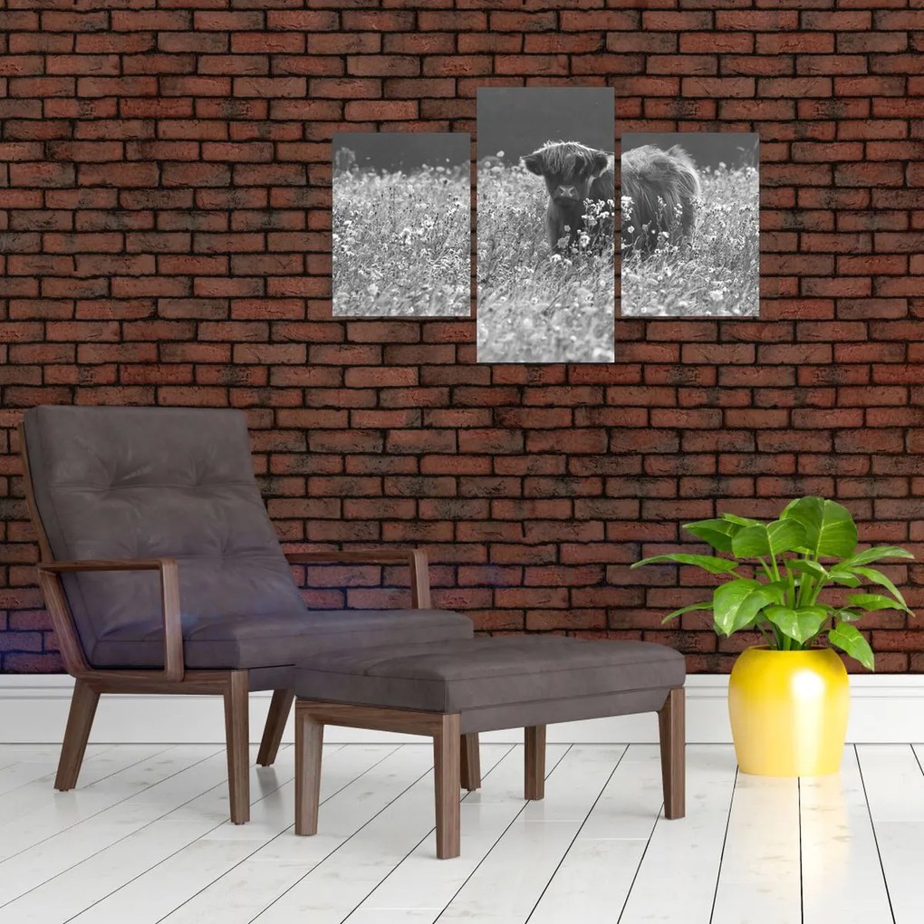 Tablou - Vacă scoțiană 5,alb-negru (90x60 cm)