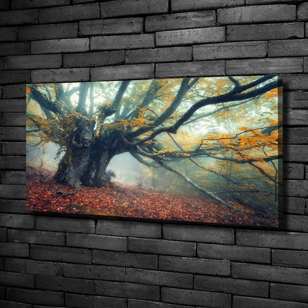 Tablou pe pânză canvas Copac vechi