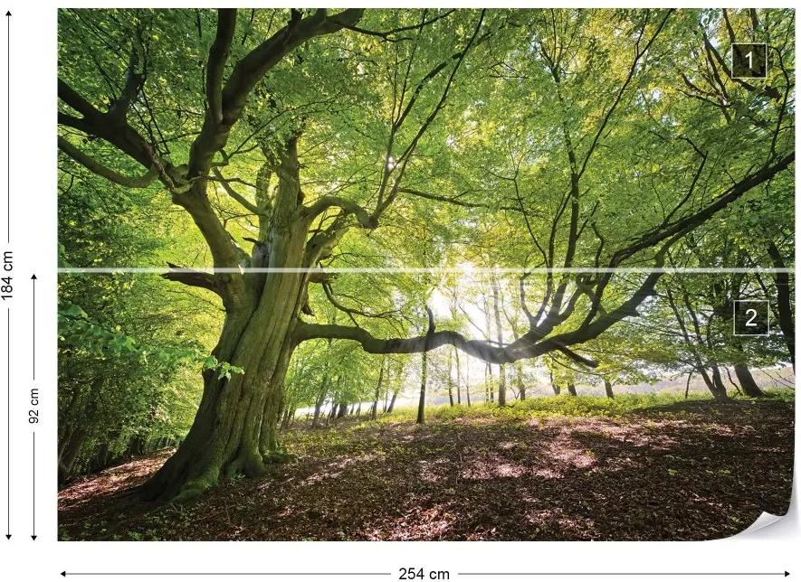 Fototapet GLIX - Green Tree In The Forest + adeziv GRATUIT Tapet nețesute - 254x184 cm