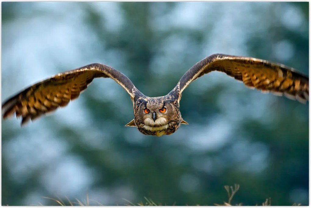 Tablou -Bufnita în zbor (90x60 cm)