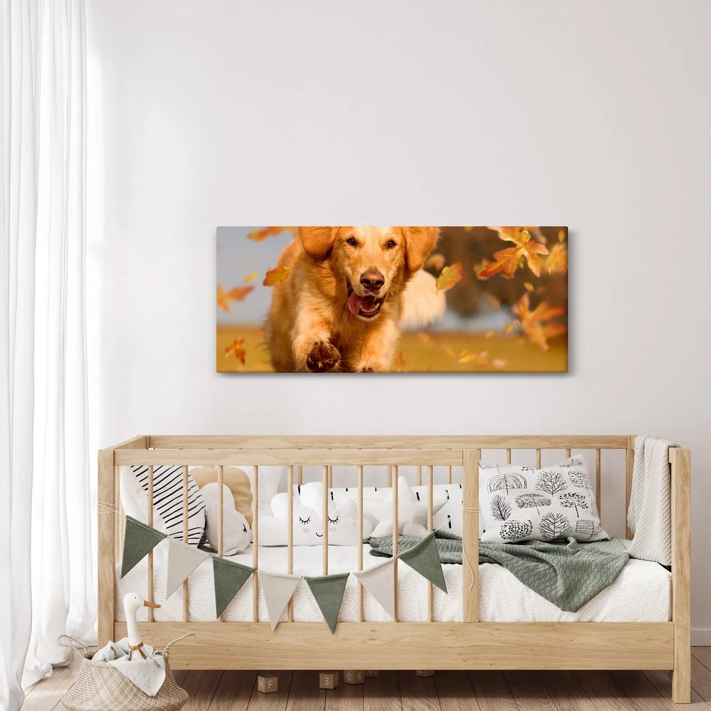 Tablou - Golden Retriever (120x50 cm)