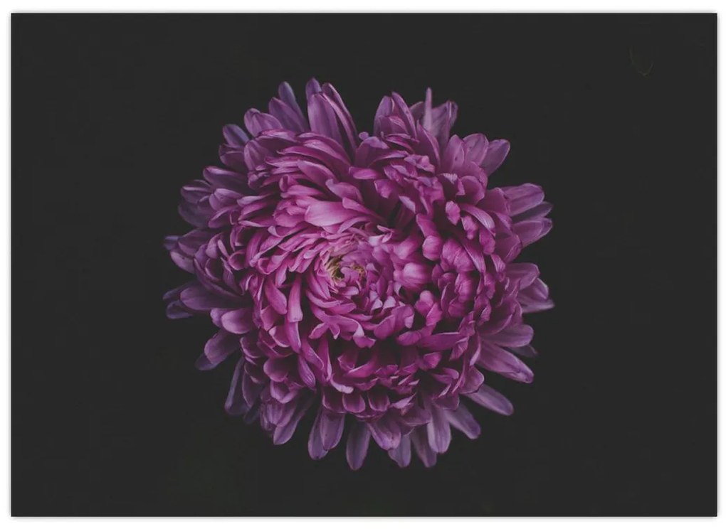 Tablou cu floare violetă (70x50 cm)