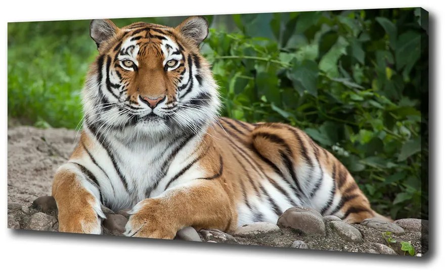 Tablouri tipărite pe pânză Tigru siberian