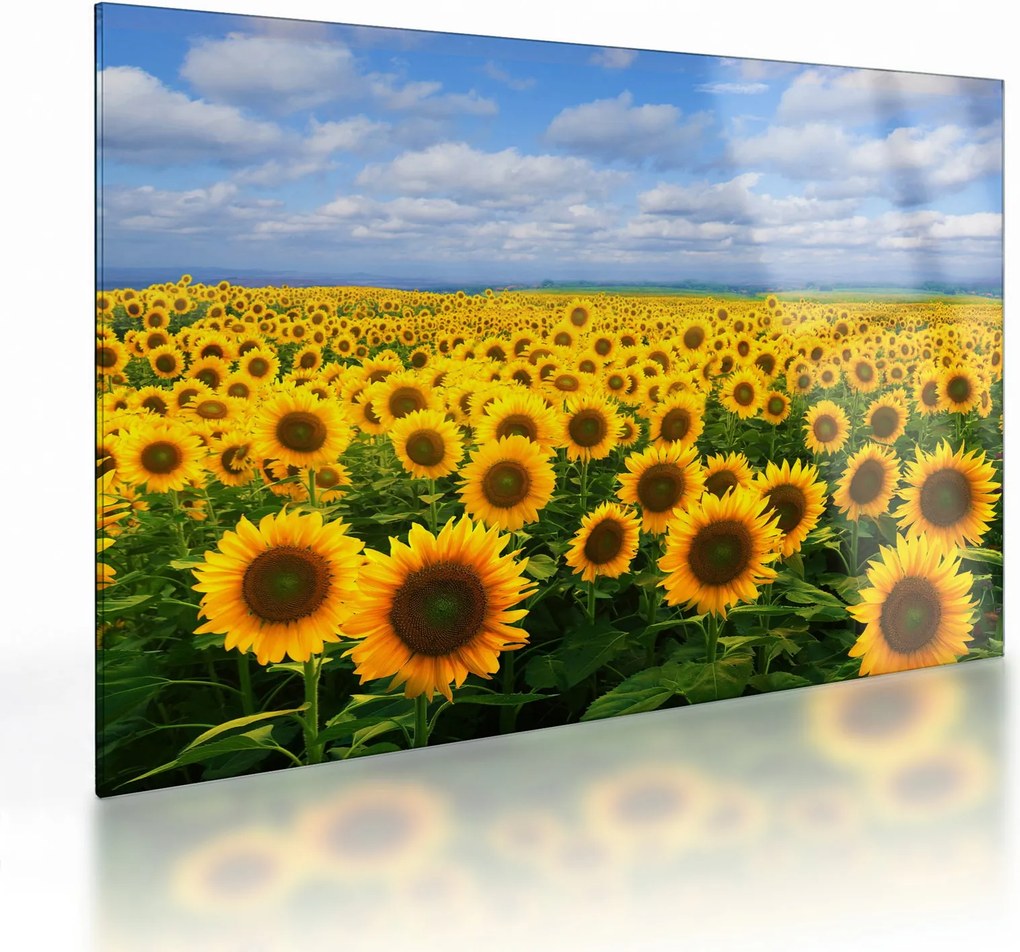 Tablou pe sticlă cu lan de floarea soarelui (70x50 cm)