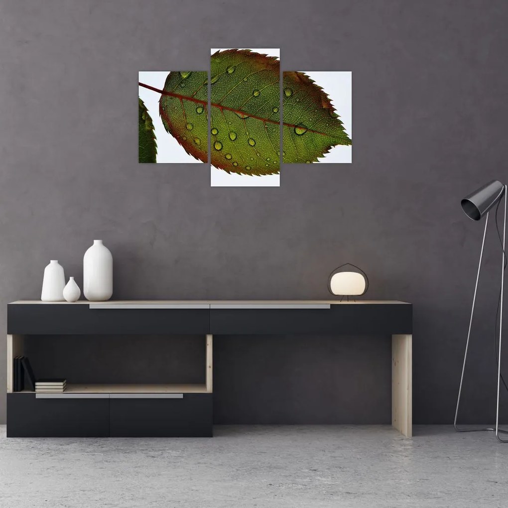 Tablou - Frunze de trandafir (90x60 cm)