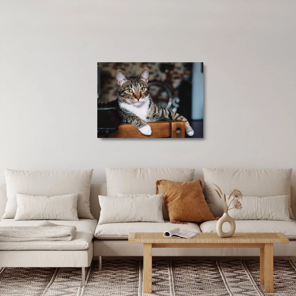 Tablou pe sticlă cu pisica (70x50 cm)