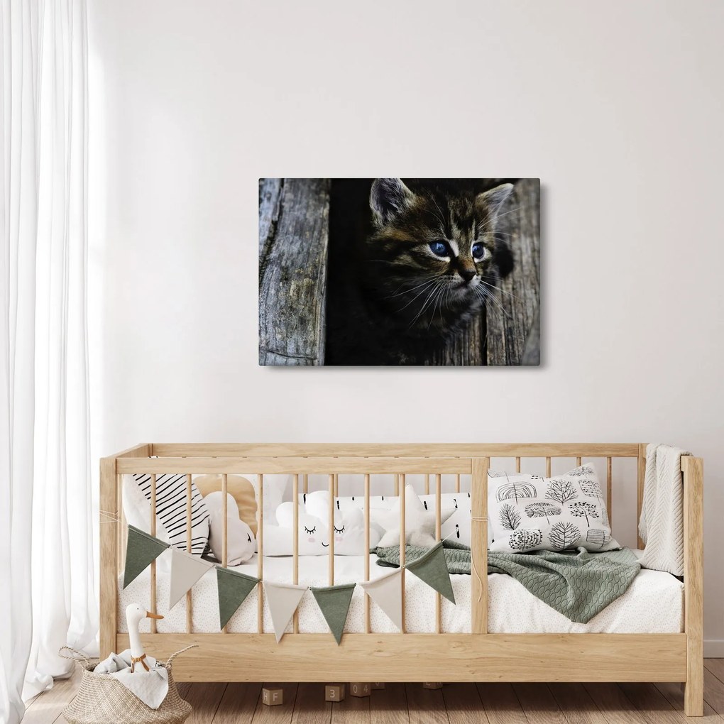 Tablou cu pisicuța (90x60 cm)