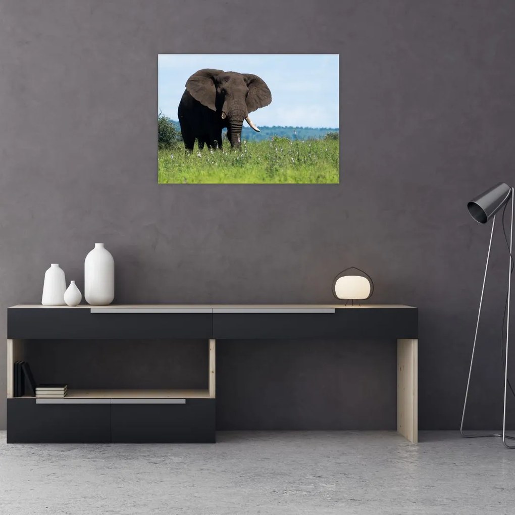Tablou cu elefant (70x50 cm)