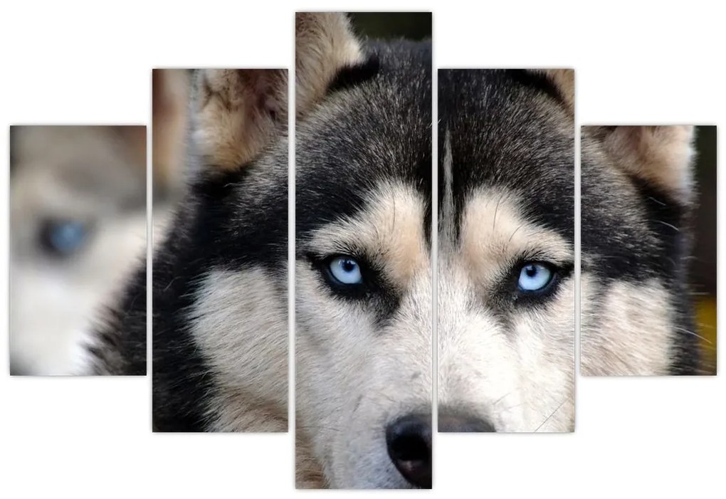 Tablou cu câinele husky (150x105 cm)