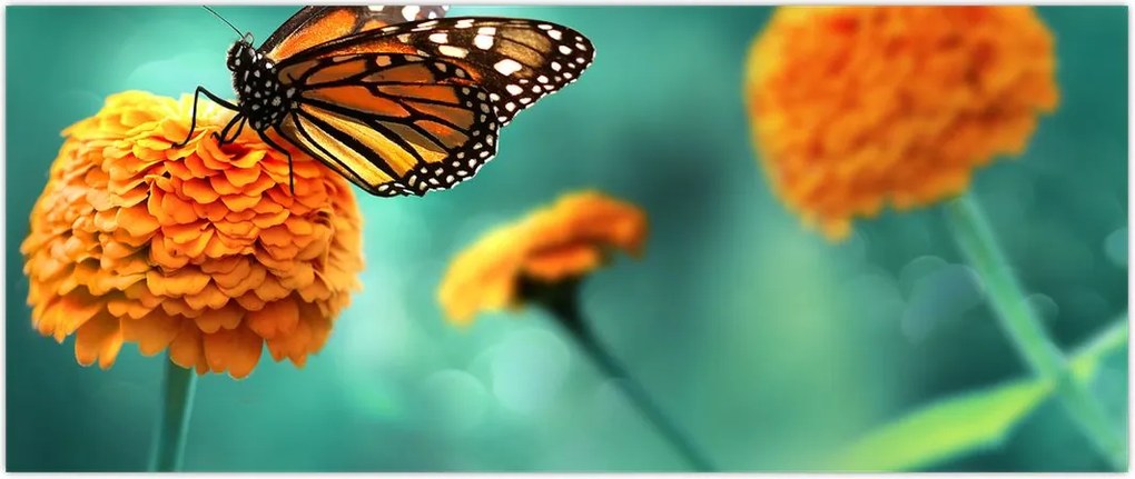 Tablou cu fluture (120x50 cm)