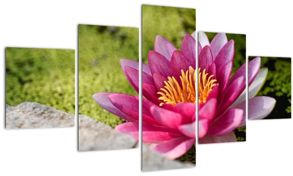 Tablou - Lotus (125x70 cm), în 40 de alte dimensiuni noi
