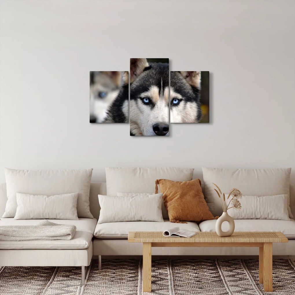 Tablou cu câinele husky (90x60 cm)