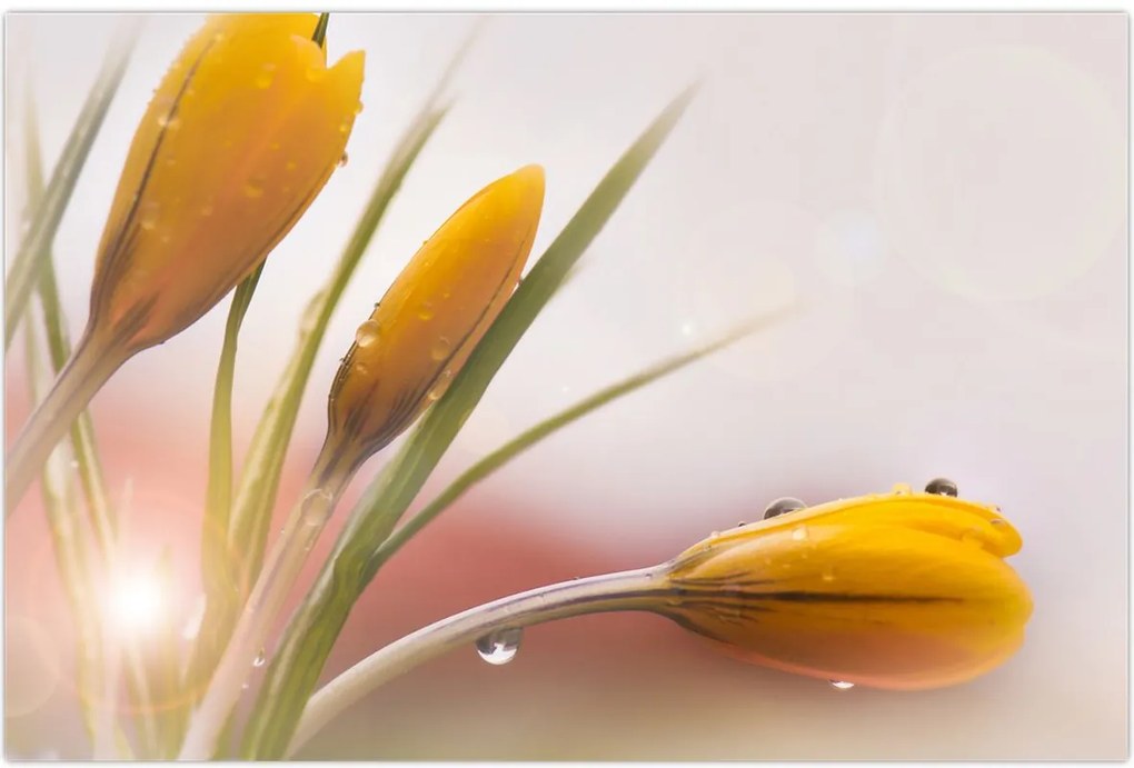 Tablou - Flori de primăvară (90x60 cm)