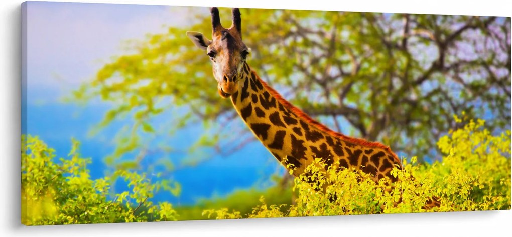 Tablou - Girafa în Africa (120x50 cm)