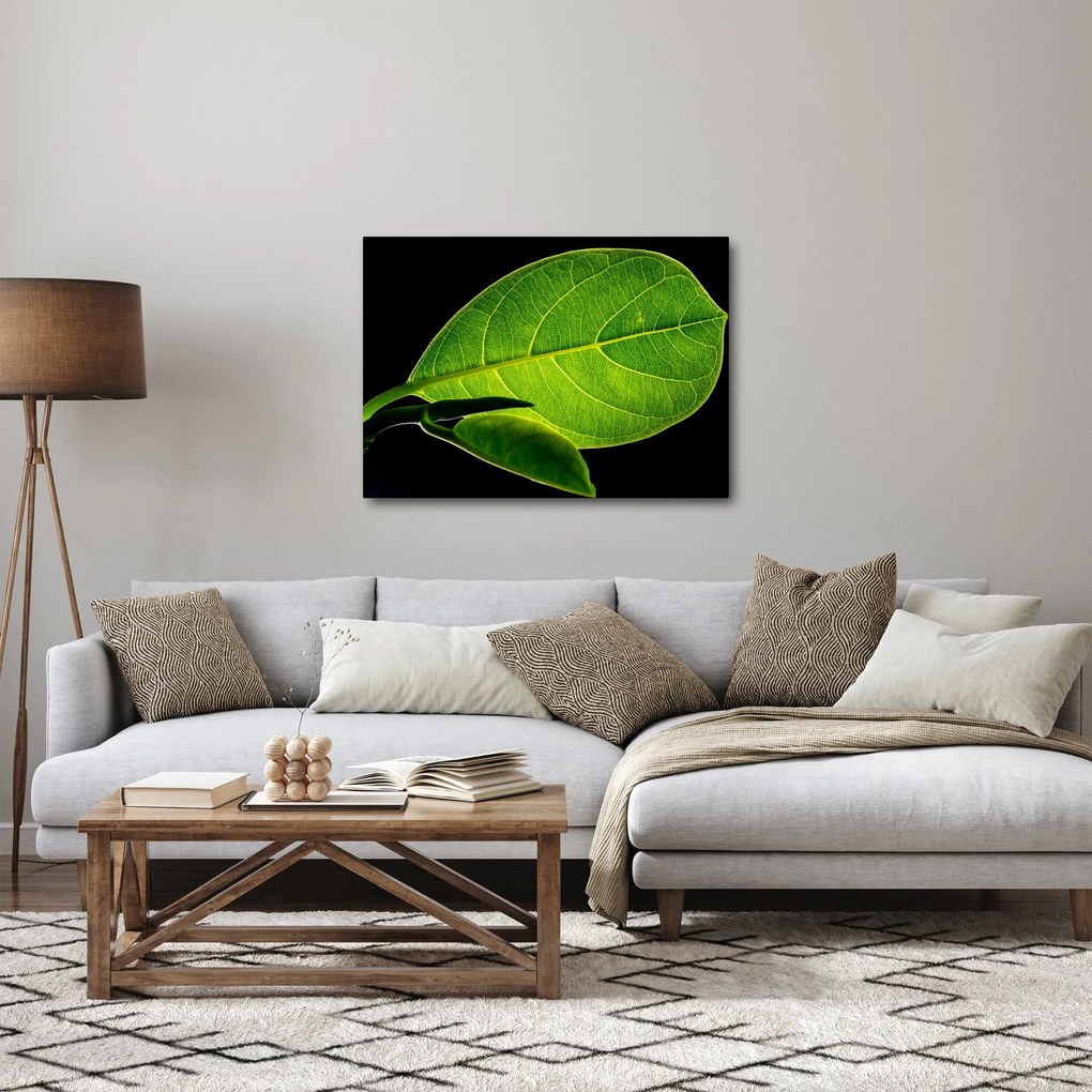 Tablou - frunză verde (70x50 cm)