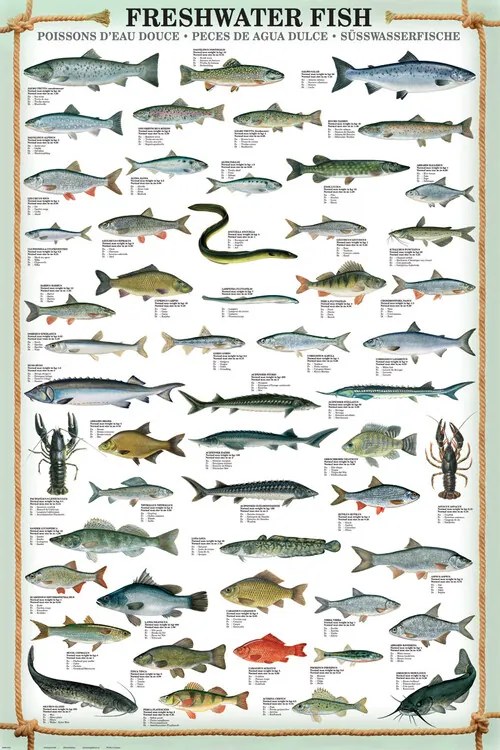 Poster Fresh Water Fish