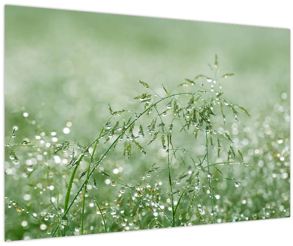 Tablou - Roua dimineții pe firele de iarbă (90x60 cm)