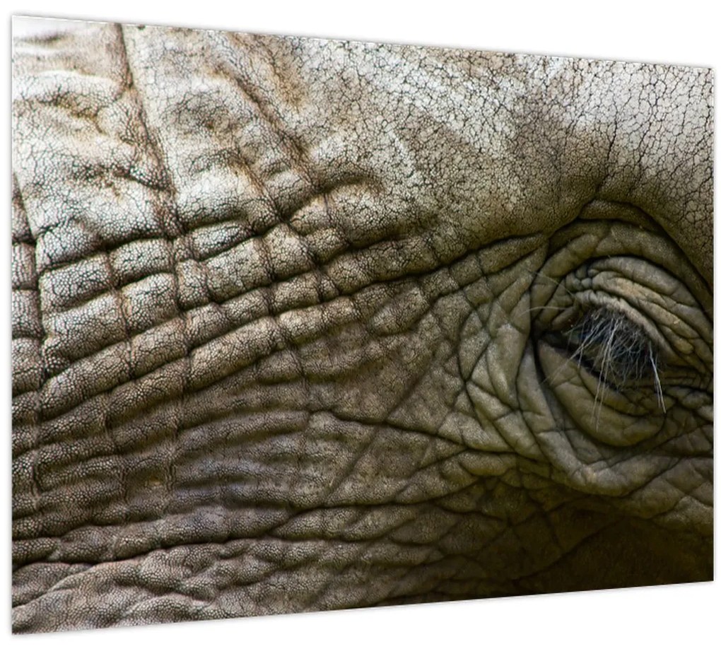 Tablou pe sticlă - Prim-planul ochiului de elefant vechi (70x50 cm)
