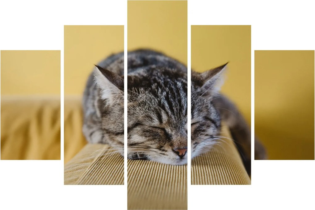 Tablou cu pisica pe fotoliu (150x105 cm)