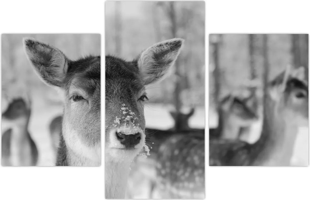 Tablou - Cerbi,alb-negru (90x60 cm)