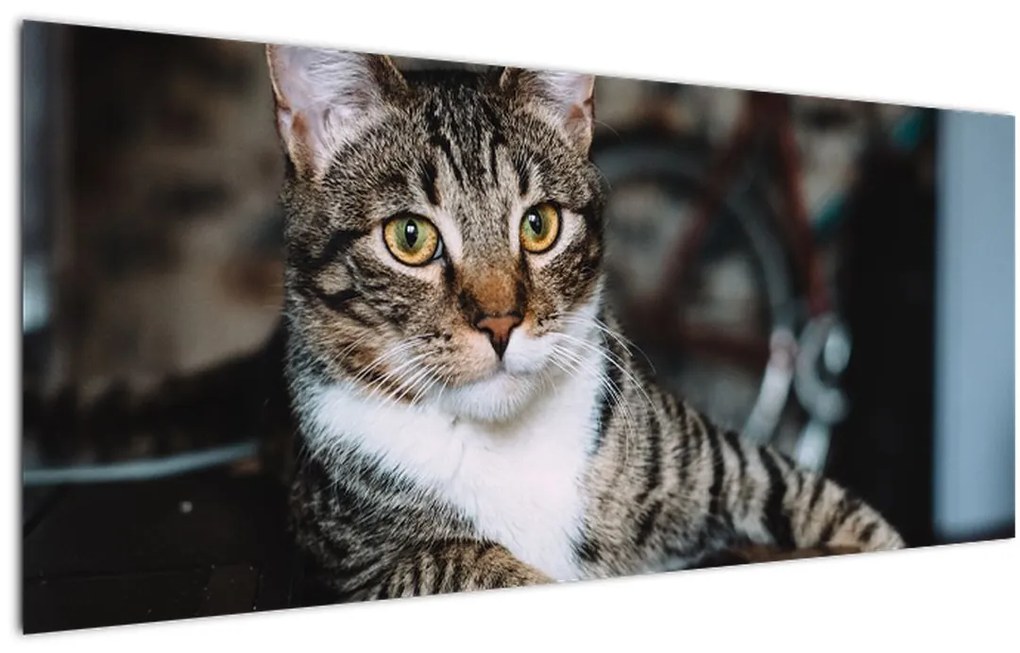 Tablou cu pisica (120x50 cm)