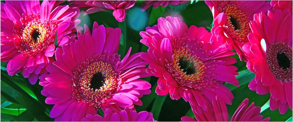 Tablou - floare (120x50 cm)