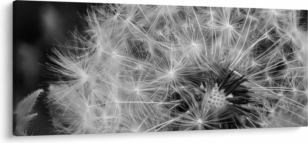 Tablou - mulțime de păpădii (120x50 cm)