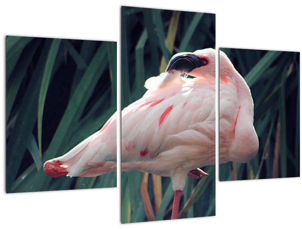 Tablou - Pasărea Flamengo (90x60 cm)