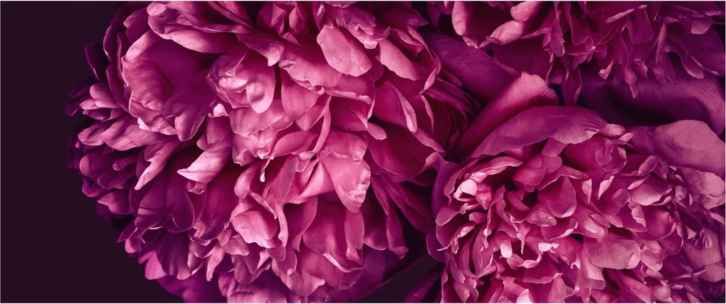 Tablou - Floarea bujorului (120x50 cm)