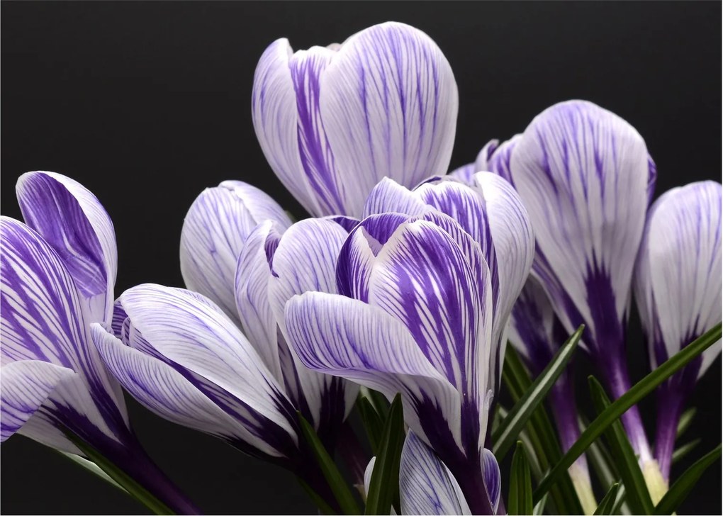 Tablou - Crocus violet (70x50 cm)