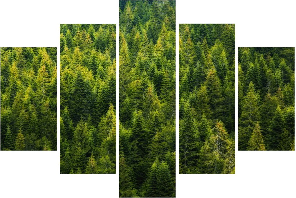 Tablou - Pădure deasă (150x105 cm)
