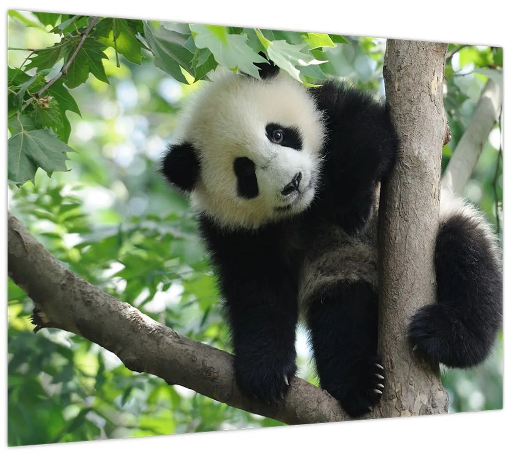 Tablou - Panda in copac (70x50 cm)