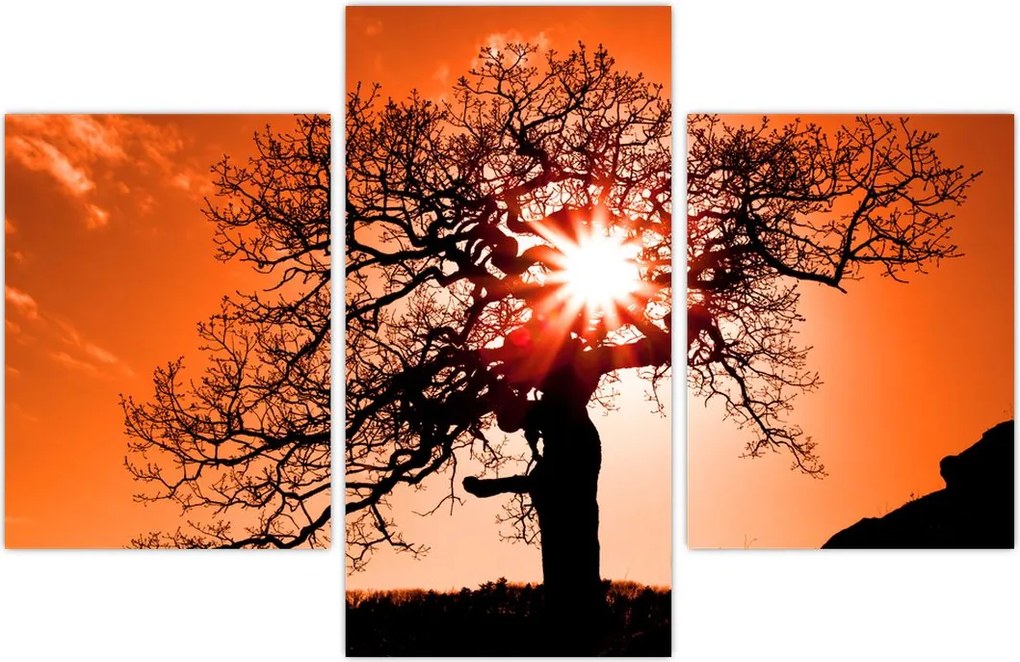 Tablou - Fag la apus de soare (90x60 cm)