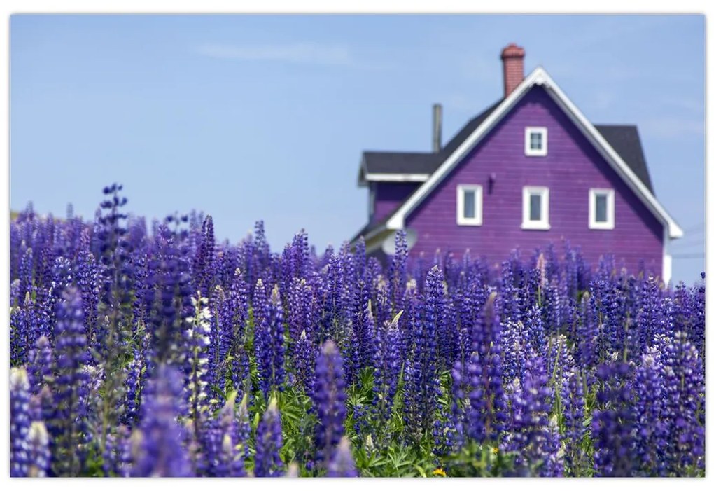 Tablou cu câmp de lavanda (90x60 cm)