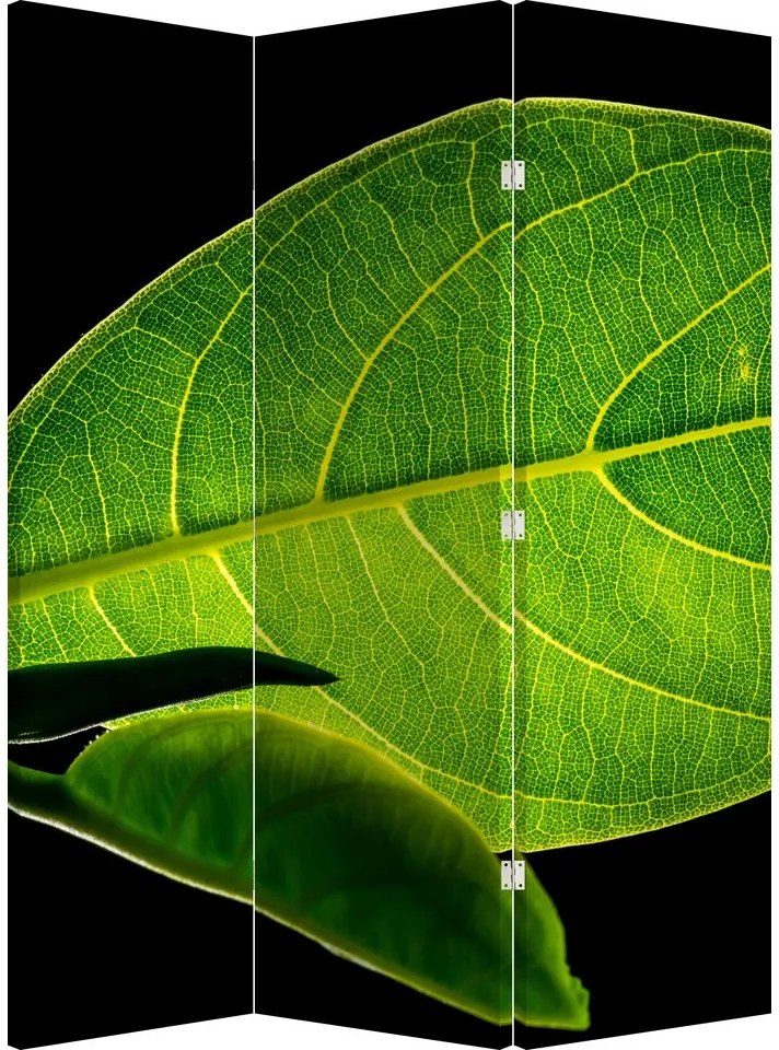 Paravan - Frunză verde (126x170 cm)