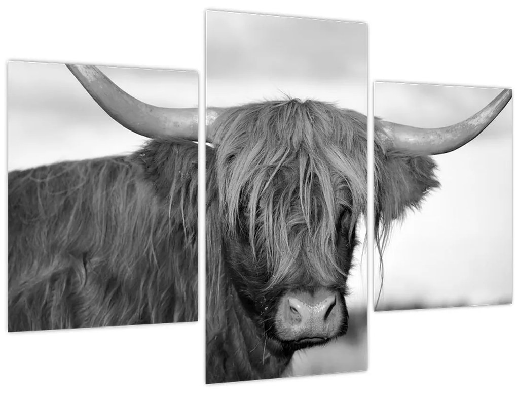 Tablou - Vacă scoțiană 2,alb-negru (90x60 cm)
