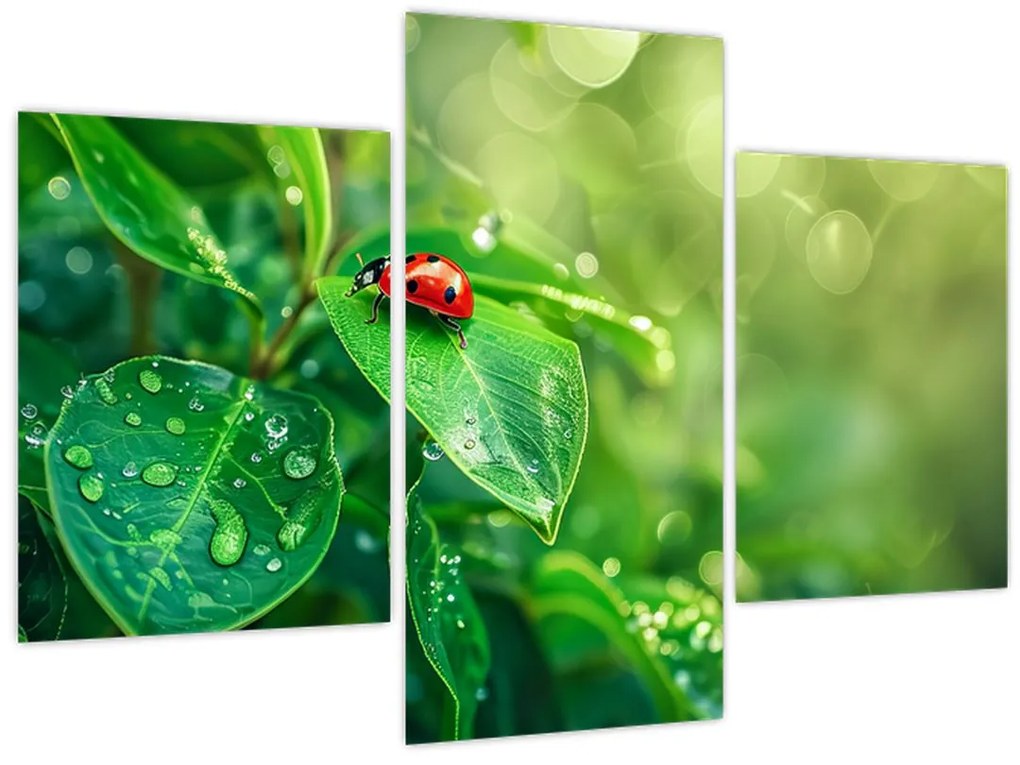 Tablou - Buburuza (90x60 cm)