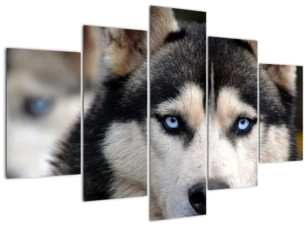 Tablou cu câinele husky (150x105 cm)