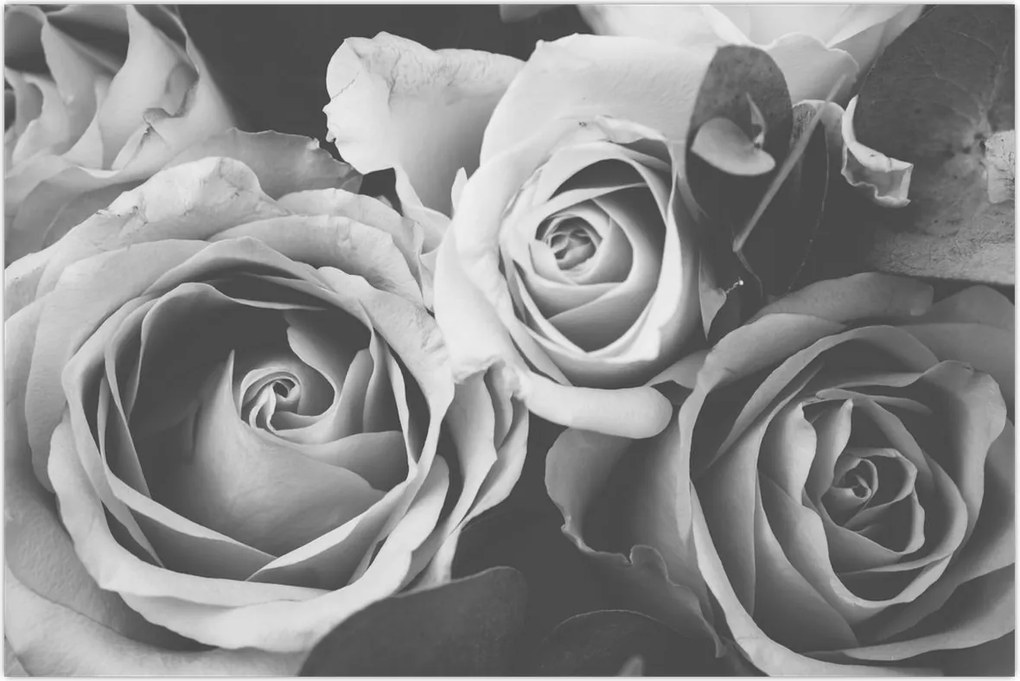Tablou - Trandafir,alb-negru (90x60 cm)