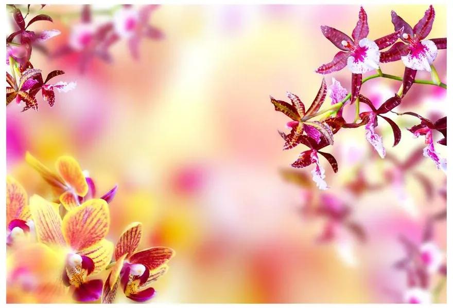 Fototapet Orhidee roz