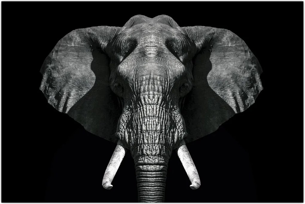 Tablou - Elefant pe fundal negru (90x60 cm)