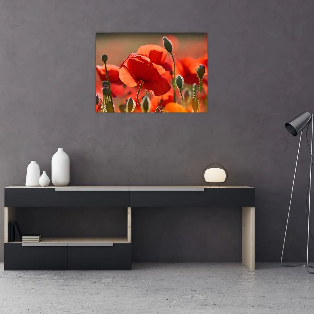 Tablou cu flori de maci (70x50 cm)