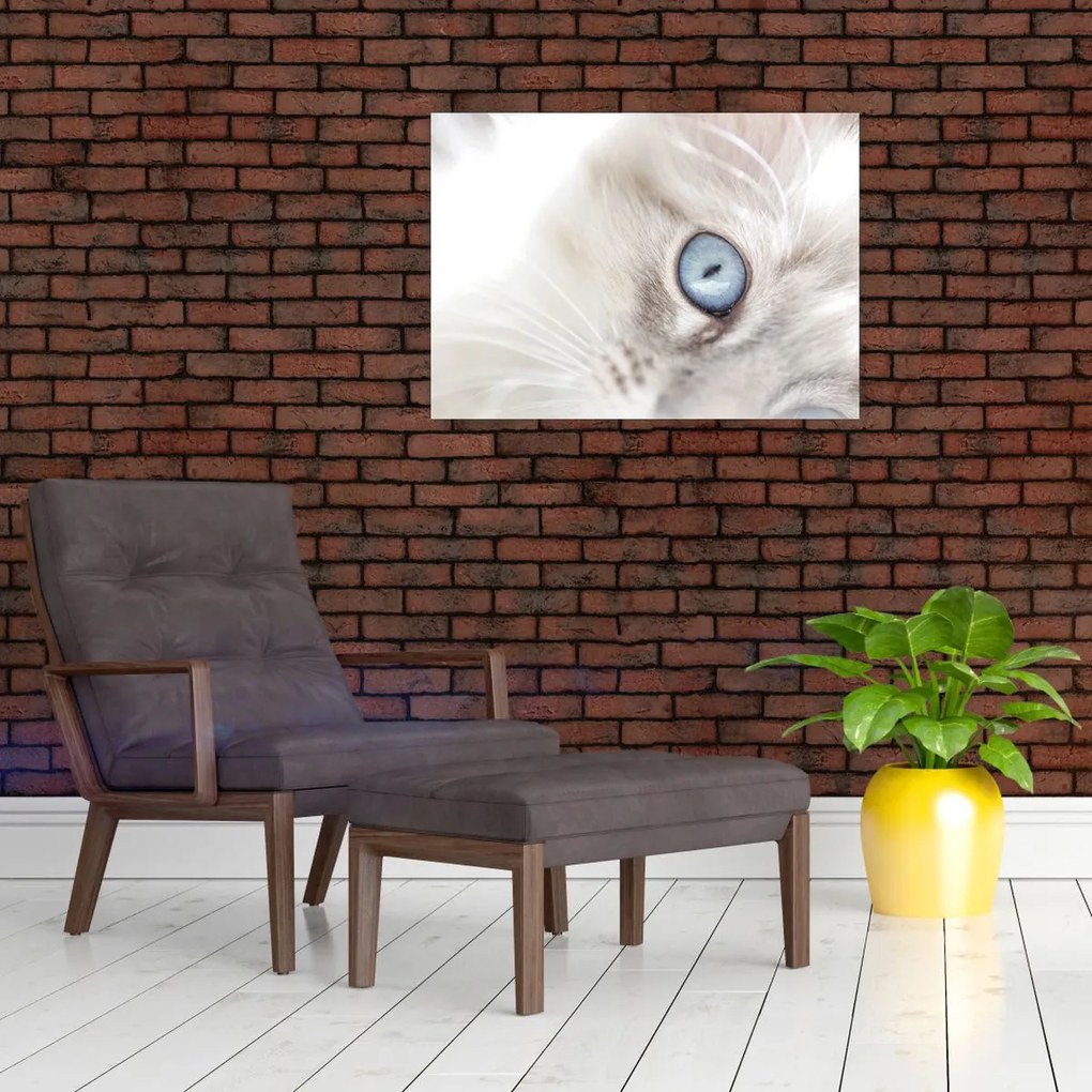 Tablou pe sticlă - Pisica cu ochi albaștri (70x50 cm)